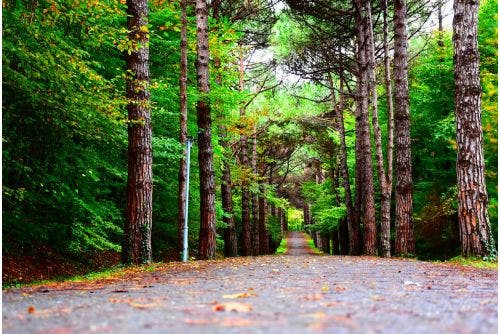 Motorists are urged to shun quick-fix hacks for tree-sap removal, as 'sticky car' season begins